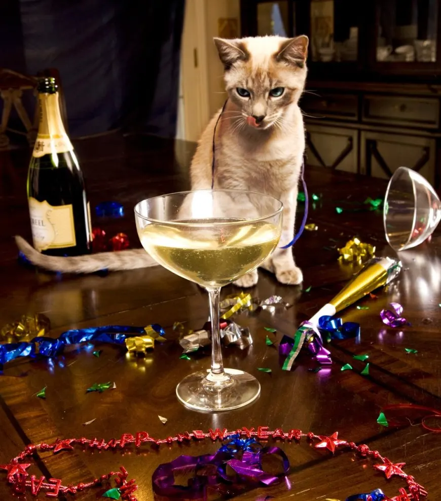 Drybaby Targets Sober Curious Dating Market With Alcohol-Free Community Focus