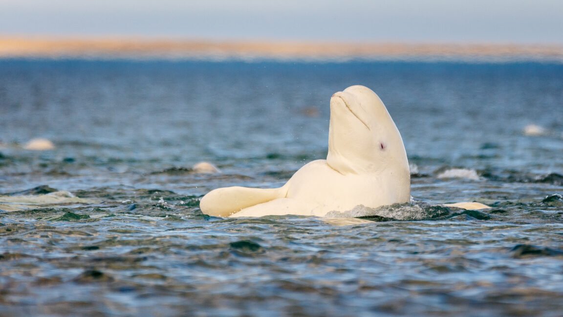 How Beluga Whales Pass the Mirror Test Amid Cognitive Debate