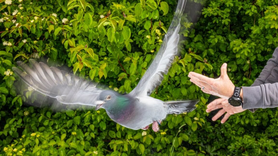 Pigeon with iron-rich immune cells in the liver acting as magnetic sensors for navigation.