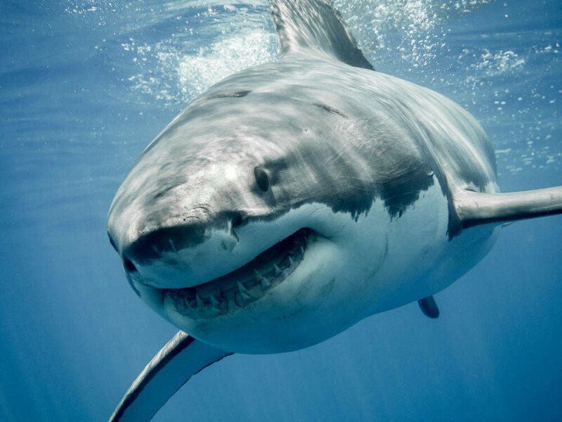 Megalodon chums the waters in 5.5K+ GitHub repo poisonings
