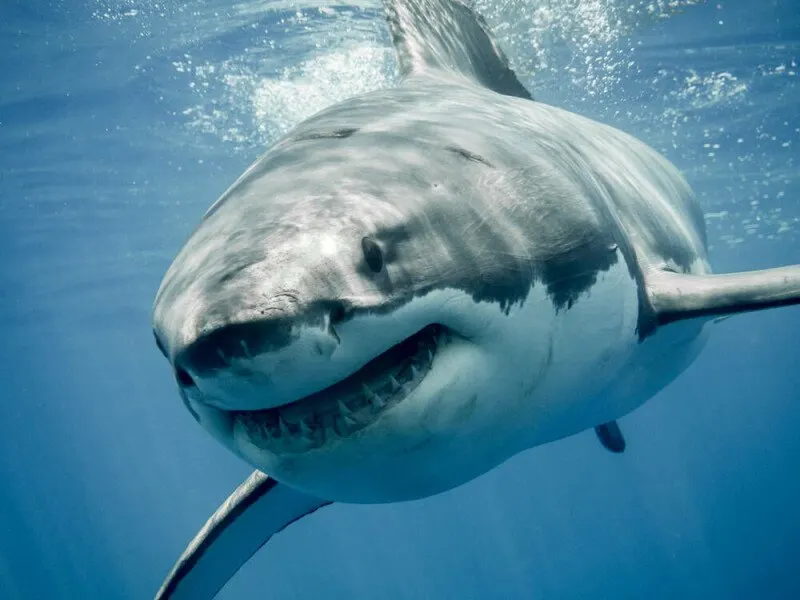 This diagram illustrates the Megalodon campaign targeting GitHub repositories to steal cloud credentials.