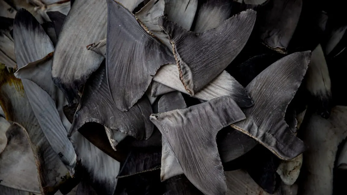 Shark finning operations aboard a distant-water fishing vessel.