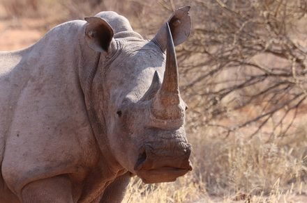 Wildlife tracking just got a massive upgrade, and it’s coming from space