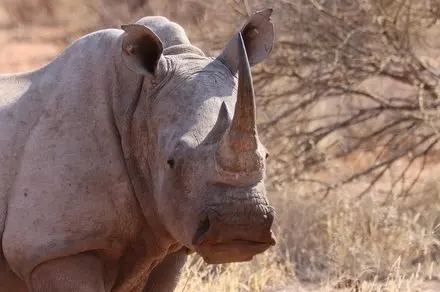 Wildlife animal wearing a biometric satellite tracking collar for conservation monitoring.