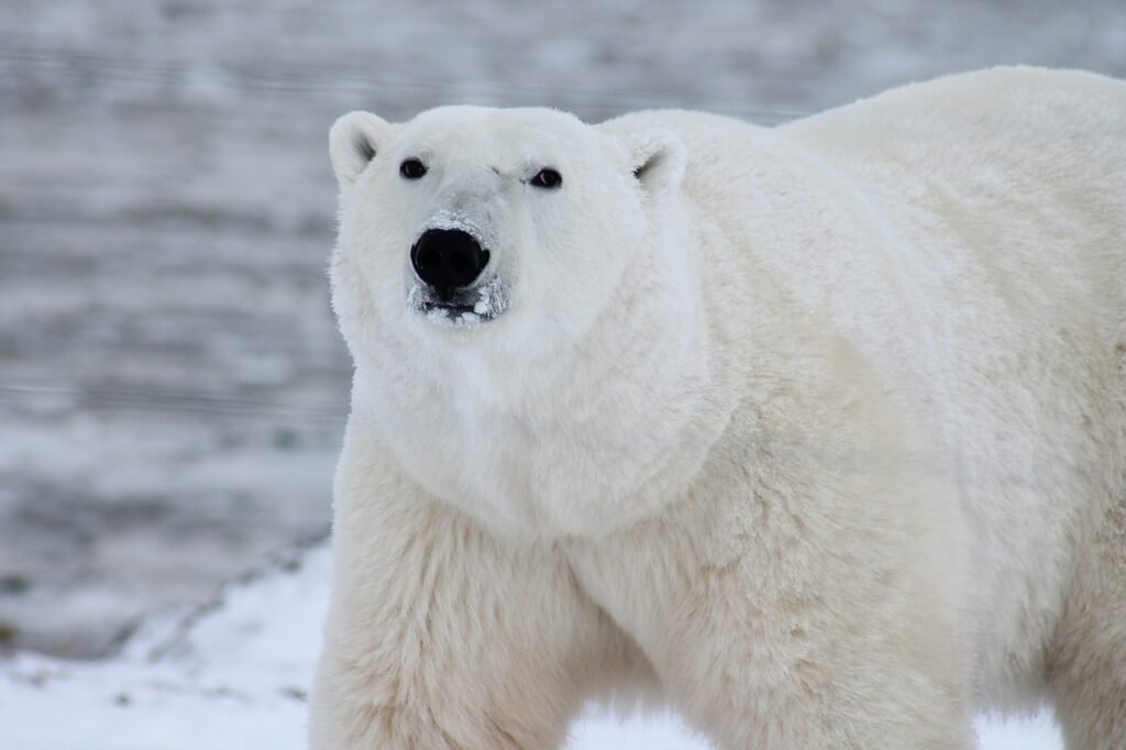 Norway reports Europe’s first case of bird flu in a polar bear