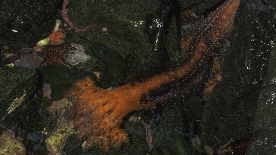 Detached sea cucumber appendages survive in seawater while reorganizing cells and absorbing nutrients.
