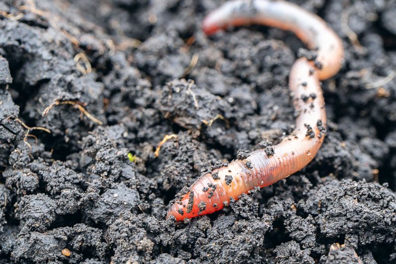 Shai-Hulud copycat worm infects yet another npm package