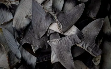 Shark finning operations aboard a distant-water fishing vessel.