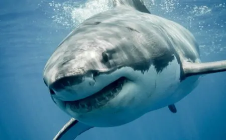 This diagram illustrates the Megalodon campaign targeting GitHub repositories to steal cloud credentials.