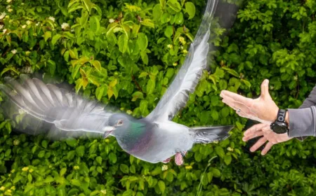 Pigeon with iron-rich immune cells in the liver acting as magnetic sensors for navigation.