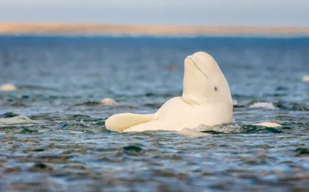 Beluga whales observe their reflections during a mirror self-recognition study.