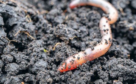 Shai-Hulud copycat worm infects yet another npm package