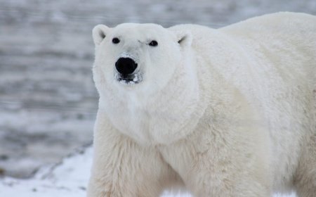 Norway reports Europe’s first case of bird flu in a polar bear