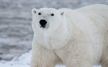 Veterinary researchers monitor a polar bear on Arctic ice for avian influenza.