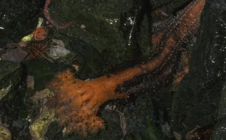 Detached sea cucumber appendages survive in seawater while reorganizing cells and absorbing nutrients.