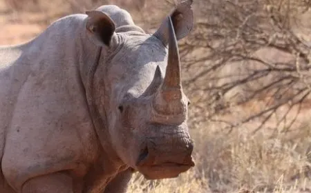 Wildlife animal wearing a biometric satellite tracking collar for conservation monitoring.
