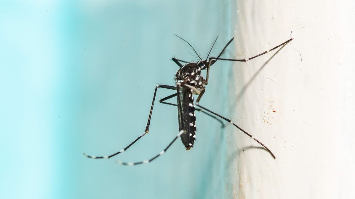 AI-Powered Laser Mosquito Killer: Computer Vision Meets Directed Energy