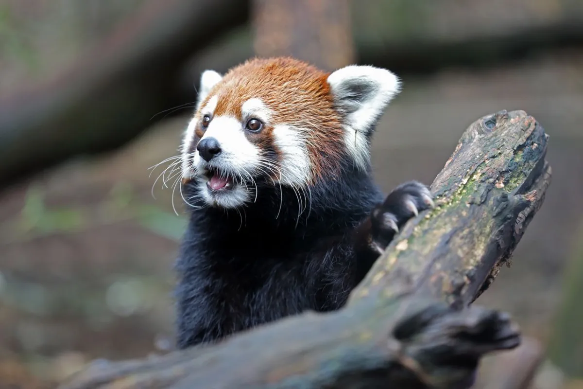 Nashville Zoo opposes a proposed data center on adjacent land, citing noise, light pollution, and water quality concerns.