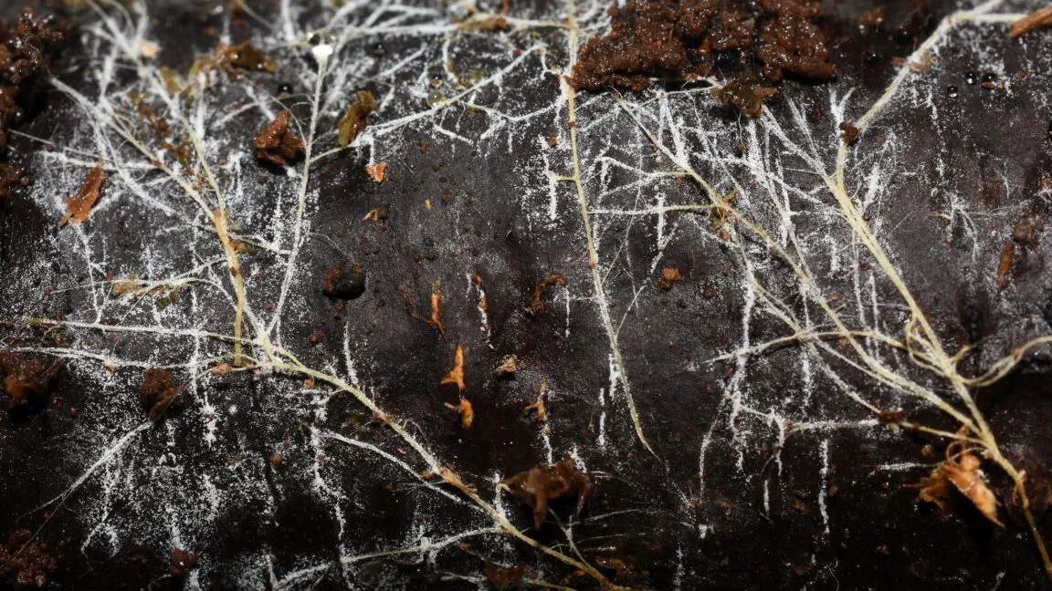 Global Fungal Networks Reveal Planetary Scale of Underground Biology