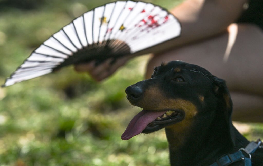 Rising temperatures cause visible heat stress and cognitive decline across diverse animal species.