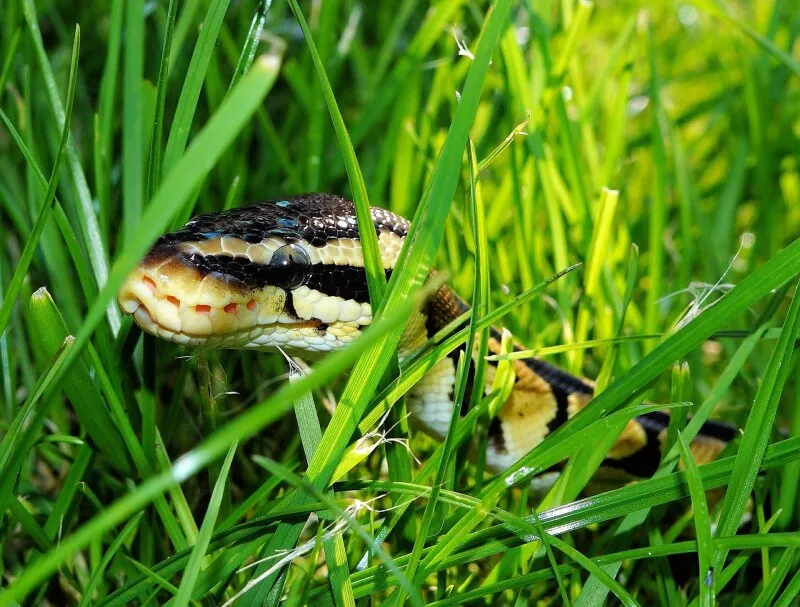 Python developer saved from disaster by intuition and AI