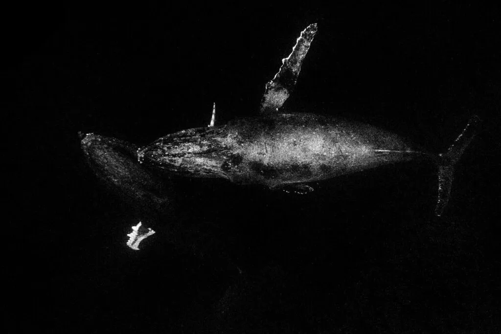 Largest Whale Graveyard Found in Indian Ocean Depths