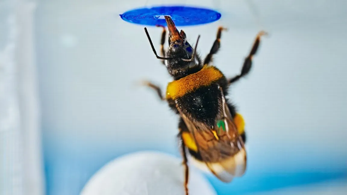 A bumblebee manipulates a small object to access a sugar reward inside a transparent puzzle box.