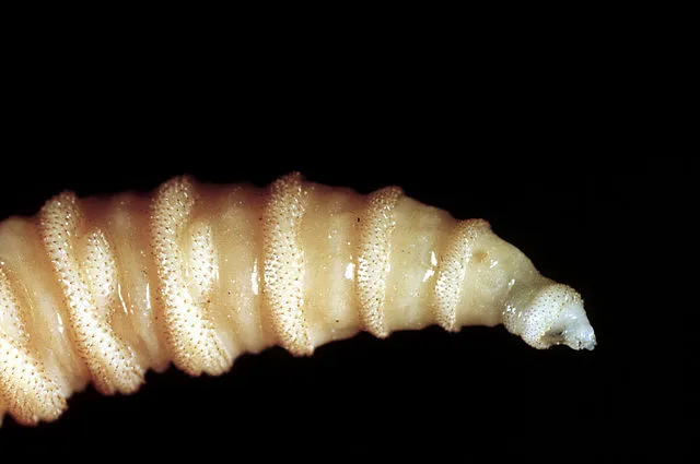 USDA officials analyze a South Texas biological sample to investigate a possible New World screwworm infection in livestock.