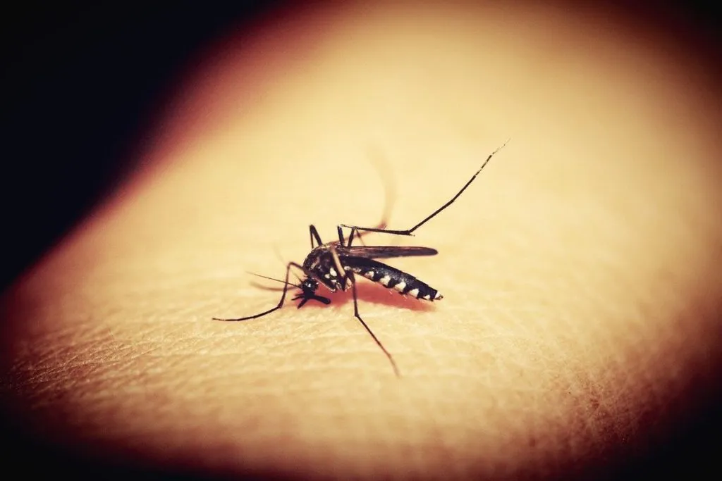 A mosquito lands on human skin, illustrating how elevated body temperature and carbon dioxide attract them.
