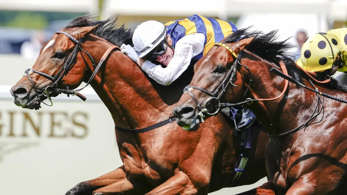 A computer monitor displays live Royal Ascot 2026 horse racing coverage through an online streaming platform.