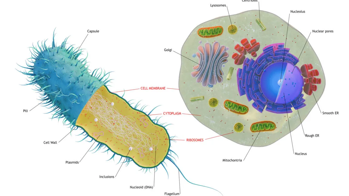 Diagram illustrating horizontal gene transfer from diverse bacterial and viral lineages to early eukaryotic cells.