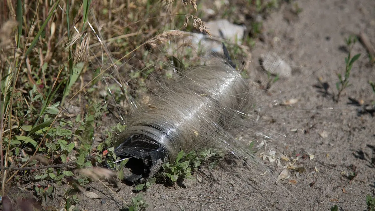 Birds weave discarded optical fiber from military drones into insulated nests across eastern Europe.
