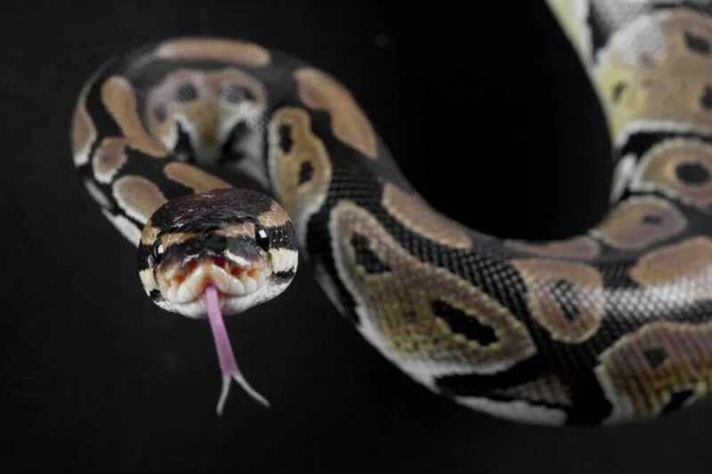 Python steering council halts JIT compiler features, requiring a formal proposal within six months to preserve governance.