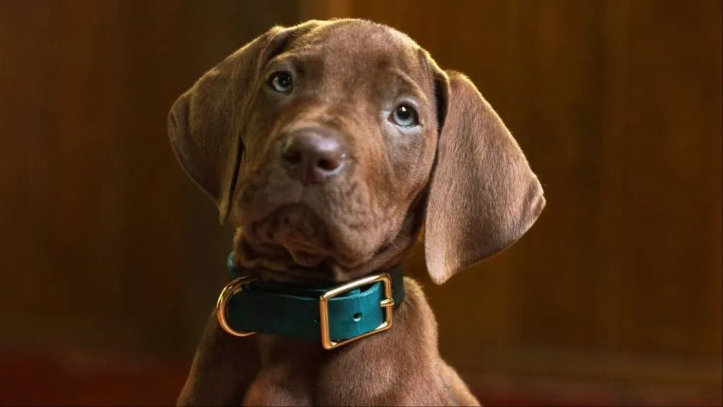A chocolate Great Dane puppy portrays Scooby-Doo in the Netflix Origins live-action teaser.