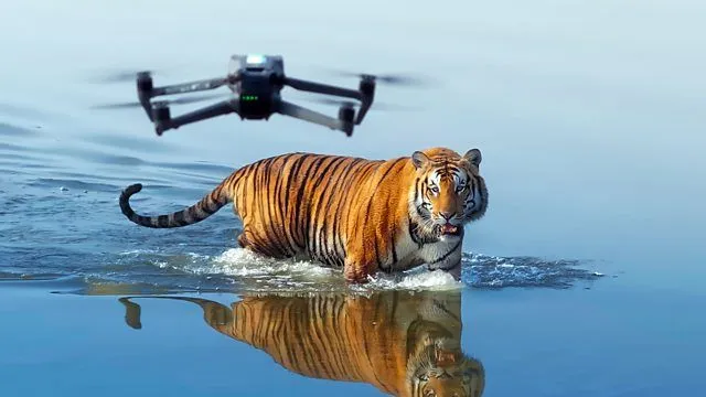 Tigers roaming the wild landscapes of Tiger Island in the BBC nature documentary.