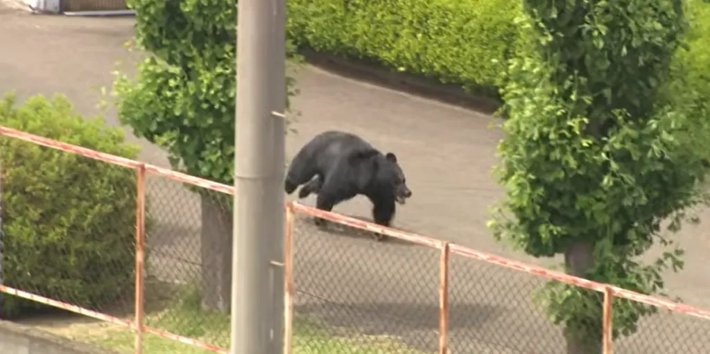 Emergency crews sedated a wild bear on Utsunomiya streets after a four-day urban search.