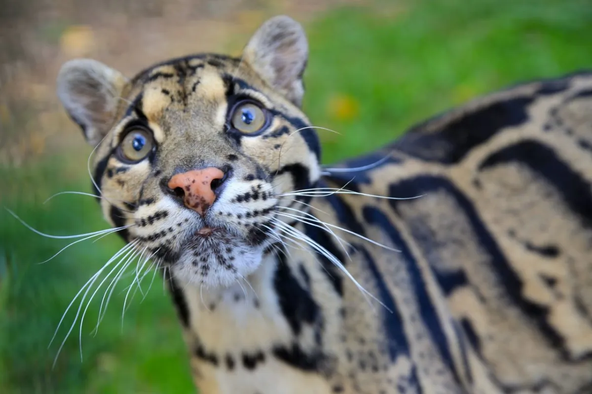 Nashville Zoo opposes a proposed data center near animal habitats due to noise and power concerns.