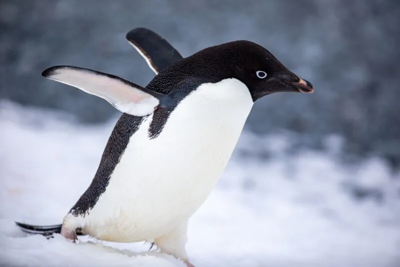 MX Linux 25.2 introduces a switchable init system and updated Raspberry Pi architecture.