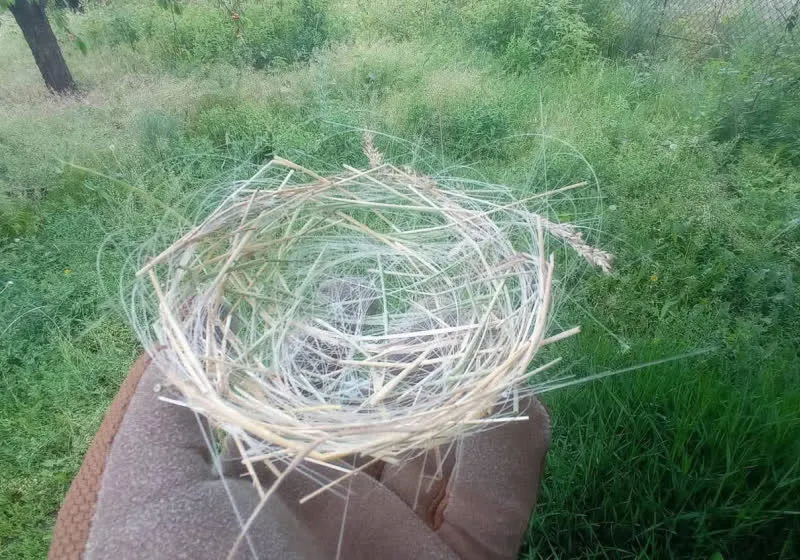 Birds built a nest from discarded drone fiber-optic cables found after a Russian glide bomb knocked down a tree in Donbas.