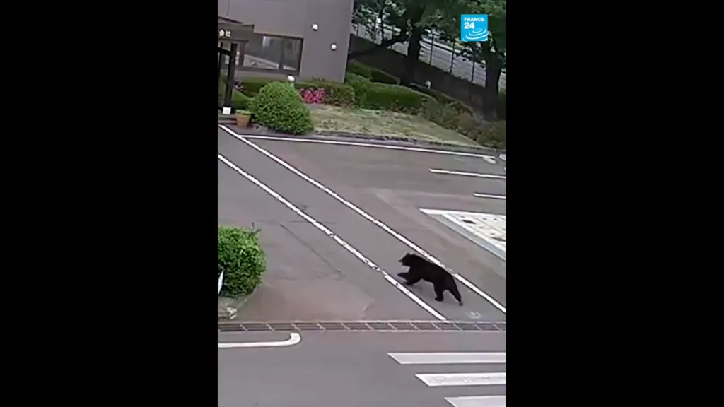 A bear walks through a residential street in Utsunomiya during recent urban wildlife encounters.