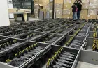 GPU mining hardware displaying declining daily returns for Pearl cryptocurrency