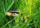 Python developer saved from disaster by intuition and AI