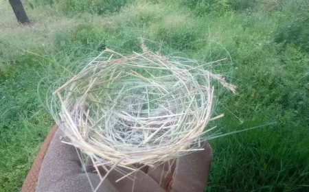 Birds built a nest from discarded drone fiber-optic cables found after a Russian glide bomb knocked down a tree in Donbas.
