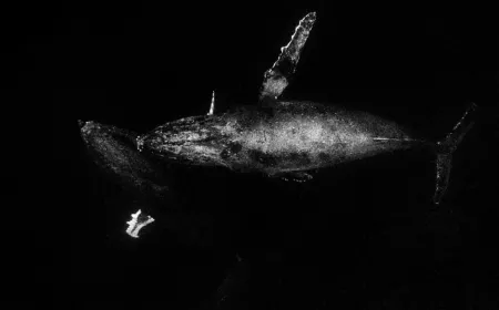Deep-sea whale carcasses resting on the Diamantina Trench floor in the Indian Ocean