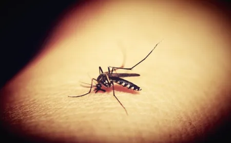 A mosquito lands on human skin, illustrating how elevated body temperature and carbon dioxide attract them.