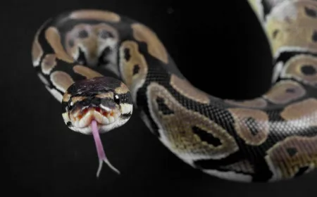 Python steering council halts JIT compiler features, requiring a formal proposal within six months to preserve governance.