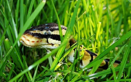Python developer saved from disaster by intuition and AI