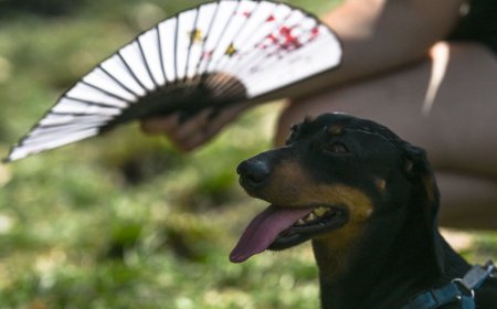 Heat Impairs Animal Cognition and Behavior Across Species