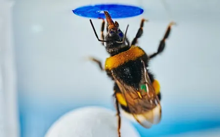 A bumblebee manipulates a small object to access a sugar reward inside a transparent puzzle box.