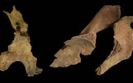 Iron Age Brain Removal and Bone Manipulation in Scotland